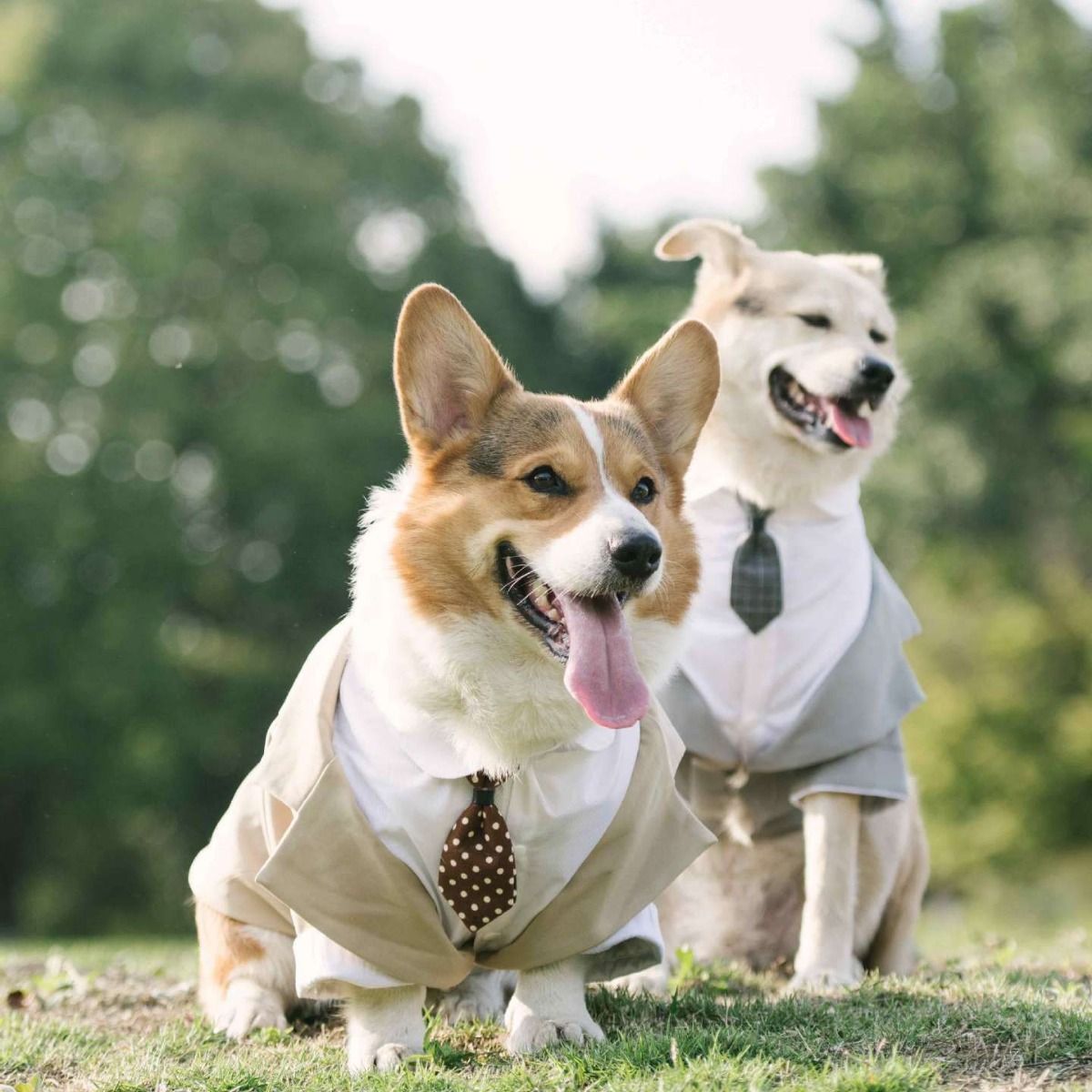 Pet Suit Dog Tuxedo Wedding little tail Polyester Light gray 4XL view 6
