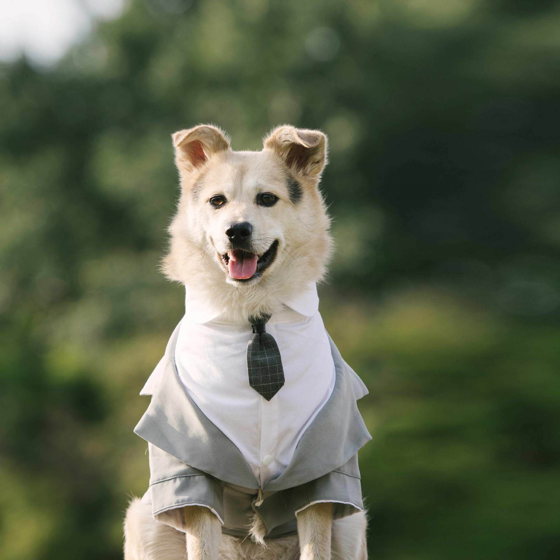 Pet Suit Dog Tuxedo Wedding little tail Polyester Khaki 2XL view 3