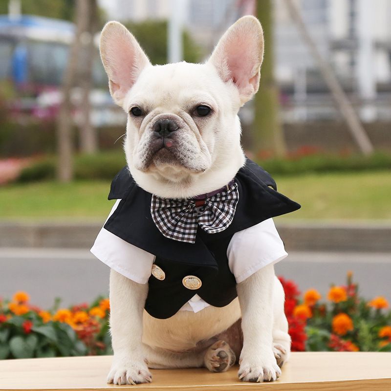 Pet Dog Suit Polyester Black Style L Prellis Collar Black Suit L bust 40 back view 3