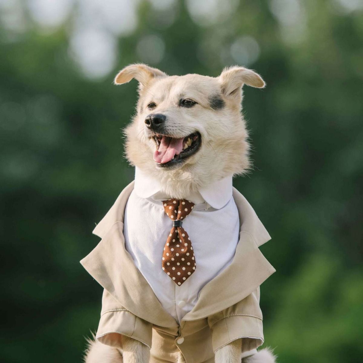 Pet Suit Dog Tuxedo Wedding little tail Polyester Individual tie (average size view 4