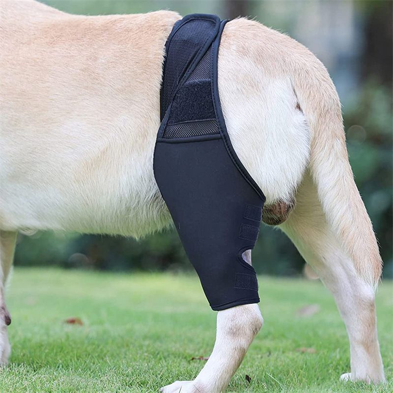 Dog Leg Brace Support Knee Pad Black view 5