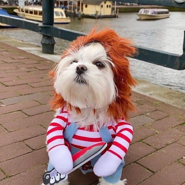 Pet Halloween Costume Small Medium Dog Cat Stand-Up Snowman Transformation view 3