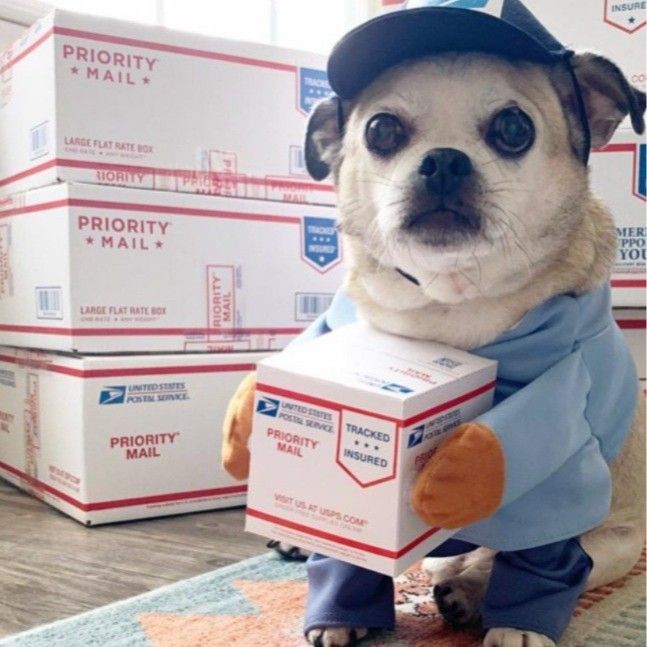 Pet Transformation Costume Hoodie for Dogs Cats Courier Coffee M (bust 50-60cm) view 5