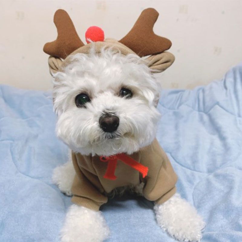 Pet Hooded Sweatshirt Cotton Autumn Winter (Drawstring style) Love Sweat XS view 5