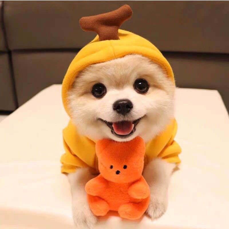Pet Hooded Sweatshirt Cotton Autumn Winter (drawstring style) hooded banana — image 1
