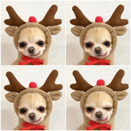 Pet Hooded Sweatshirt Cotton Autumn Winter (drawstring style) hooded sweater — image 1