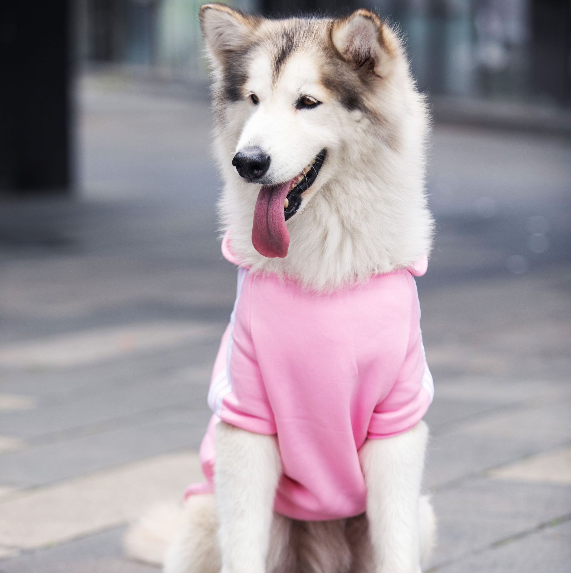 shine Pet Clothing Dog Cat Sweater Cloth Big Dog Adi pink 5XL (chest — image 1