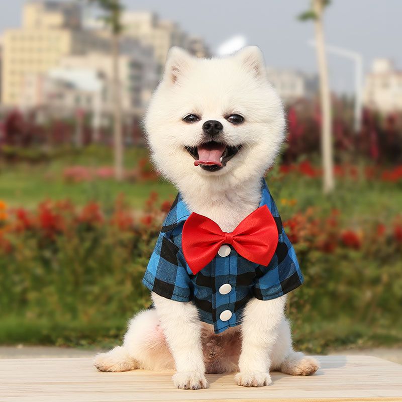 Shine Dog Plaid Shirt Suit Wedding Teddy Yellow and green plaid shirt with view 5