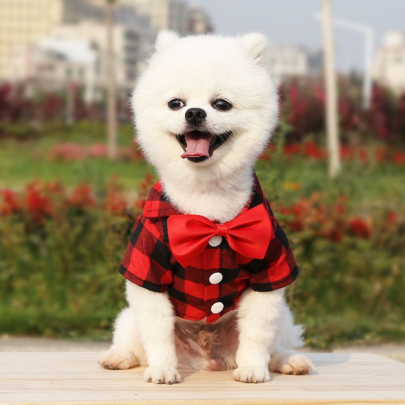 Shine Dog Plaid Shirt Suit Wedding Teddy Green red shirt with D button 2XL view 6