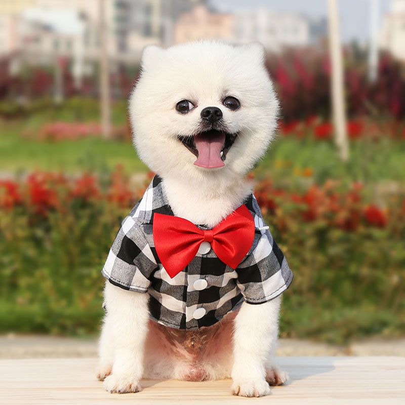 Shine Dog Plaid Shirt Suit Wedding Teddy Pink Check Shirt with D-Button 4XL view 4