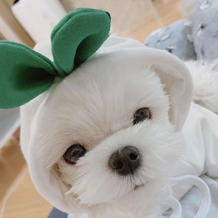 Pet Two Legged Clothes Cotton Fleece Hooded Sweatshirt (drawstring) green frog view 3