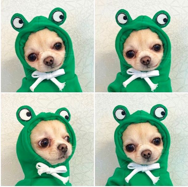 Pet Two Legged Clothes Cotton Fleece Hooded Sweatshirt (drawstring) green frog — image 1