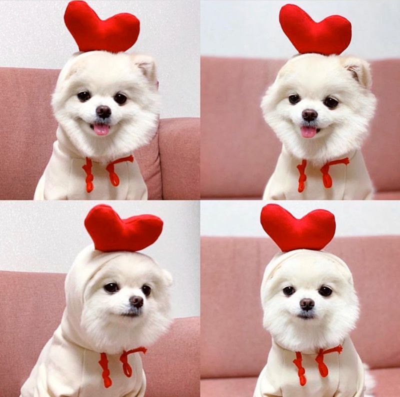 Shine Pet Dog Sweatshirt Heart Design Cloth Drawstring frog sweater S (bust view 5
