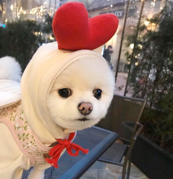 Shine Pet Dog Sweatshirt Heart Design Cloth Love sweater (drawstring) M (bust view 6