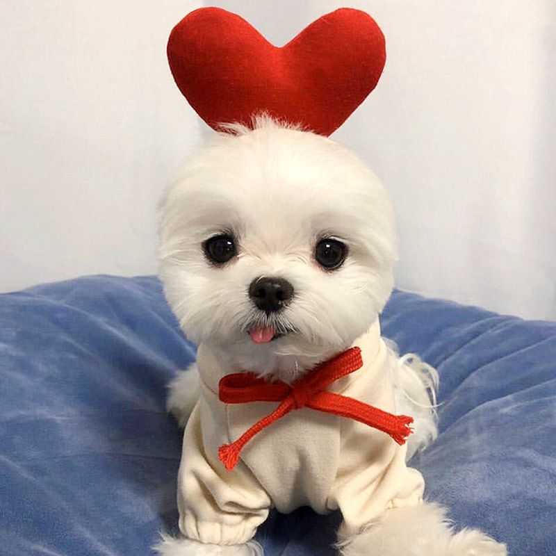 Shine Pet Dog Sweatshirt Heart Design Cloth Drawstring Carrot Sweat M (bust view 4