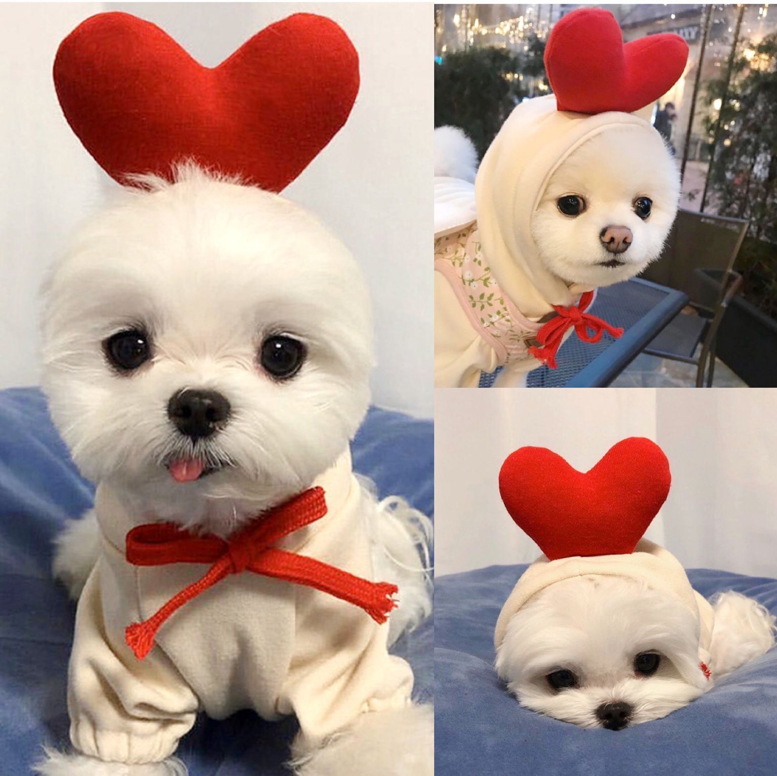 Shine Pet Dog Sweatshirt Heart Design Cloth Drawstring frog sweater M (bust view 2