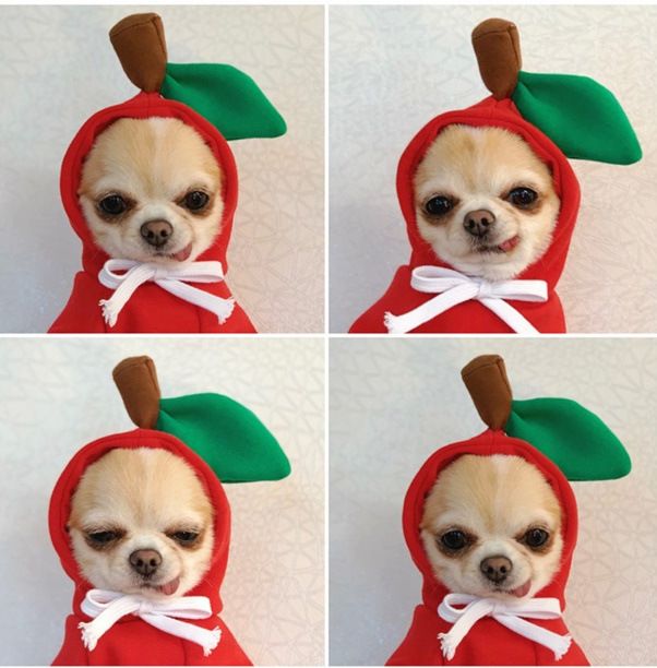 Pet Hooded Sweatshirt Cotton Autumn Winter (Drawstring) Red Apple Sweat S — image 1