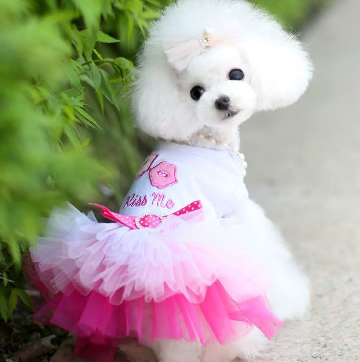 Pet Dress Shine Cotton Lip Skirt Lip Skirt pink XXL (bust 55CM recommended — image 1