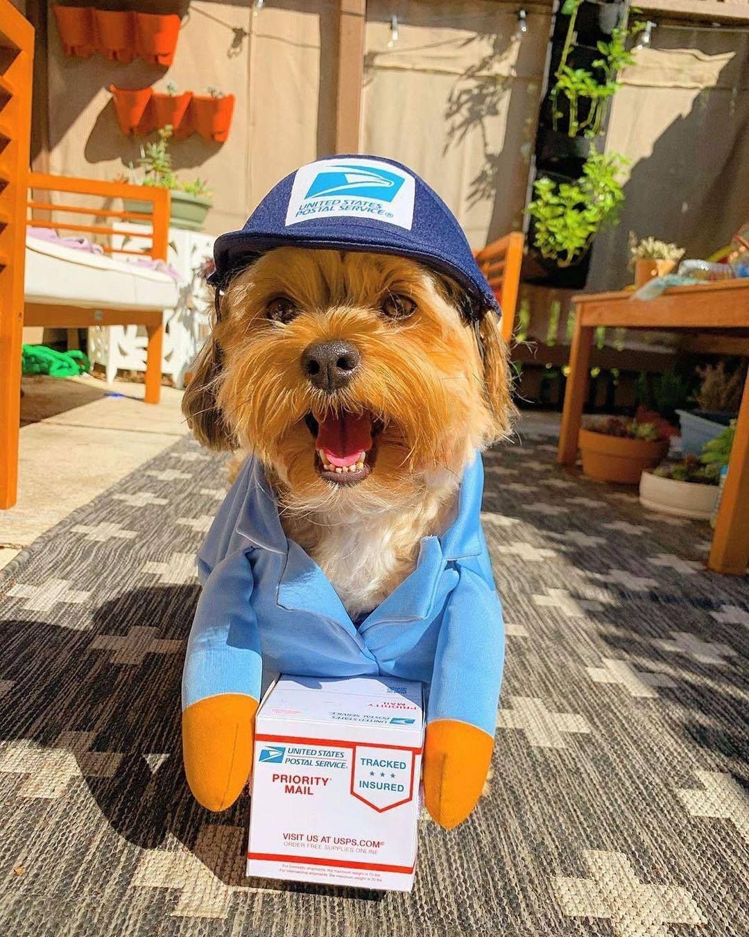 Pet Halloween Costume Small Dog Cat Sky Blue S (Chest 40-50cm) — image 1