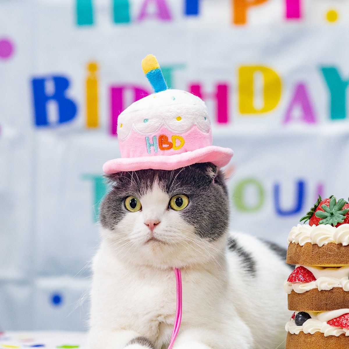 Pet Birthday Hat Cartoon Dog Cat Photo Accessory birthday hat One Size view 2