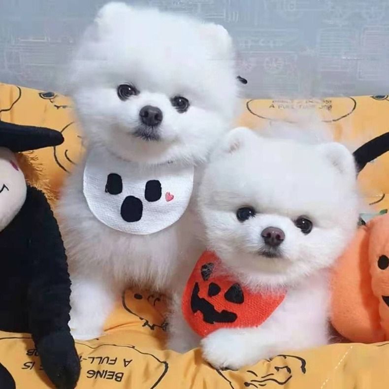 Pet Bandana Dog Cat Halloween Pumpkin Cartoon Purple Phantom Bandana M (for view 2