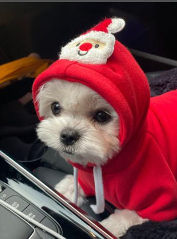 Pet Christmas Hoodie for Dogs Cats Polyester 314A Drawstring Christmas — image 1