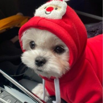 Pet Christmas Hoodie for Dogs Cats Polyester 314A Drawstring Christmas Hoodie view 2