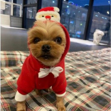 Pet Christmas Hoodie for Dogs Cats Polyester 314A Drawstring Christmas Hoodie view 4