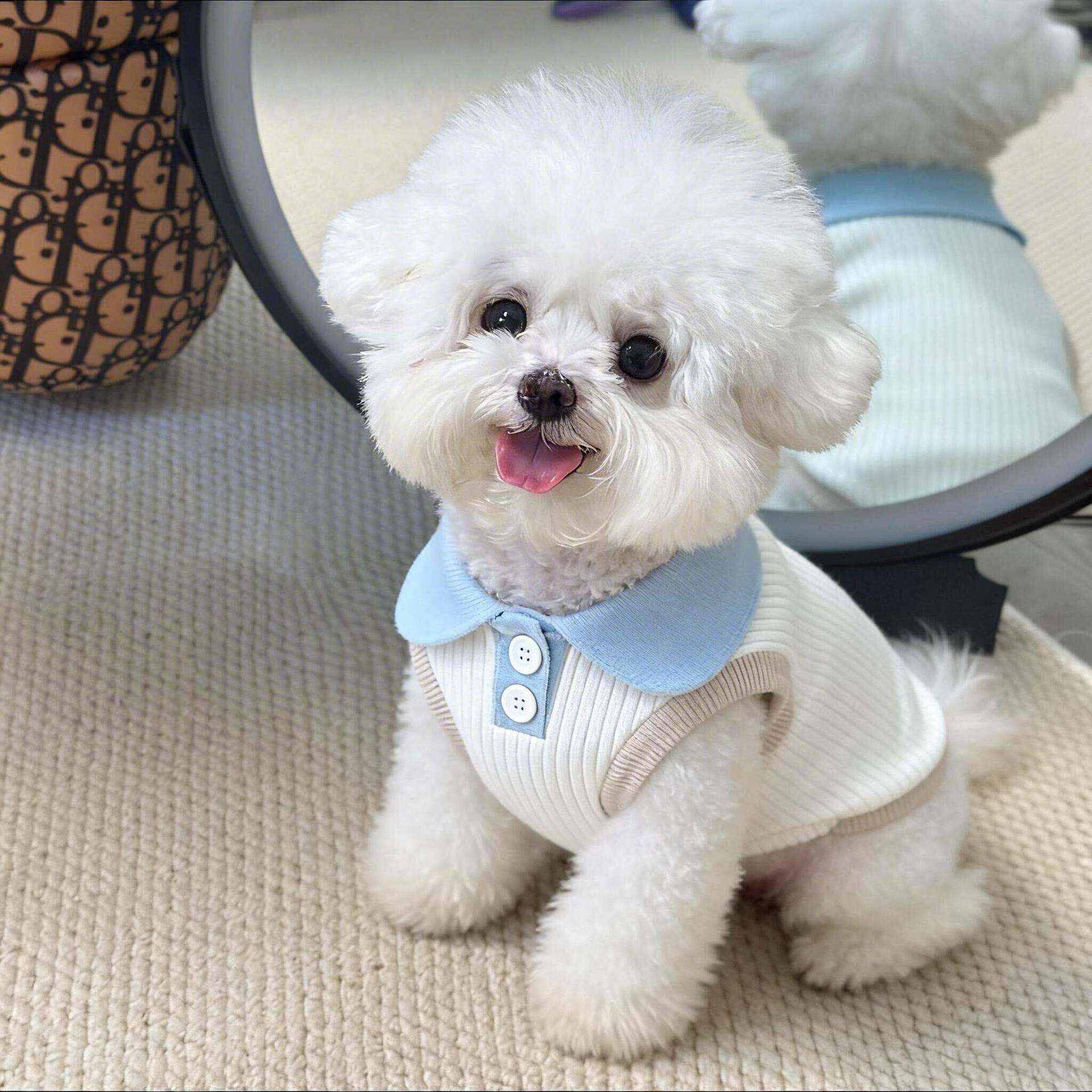 Cat Clothes Amoor Four Legged Polyester Polo collar-blue [vest] XS