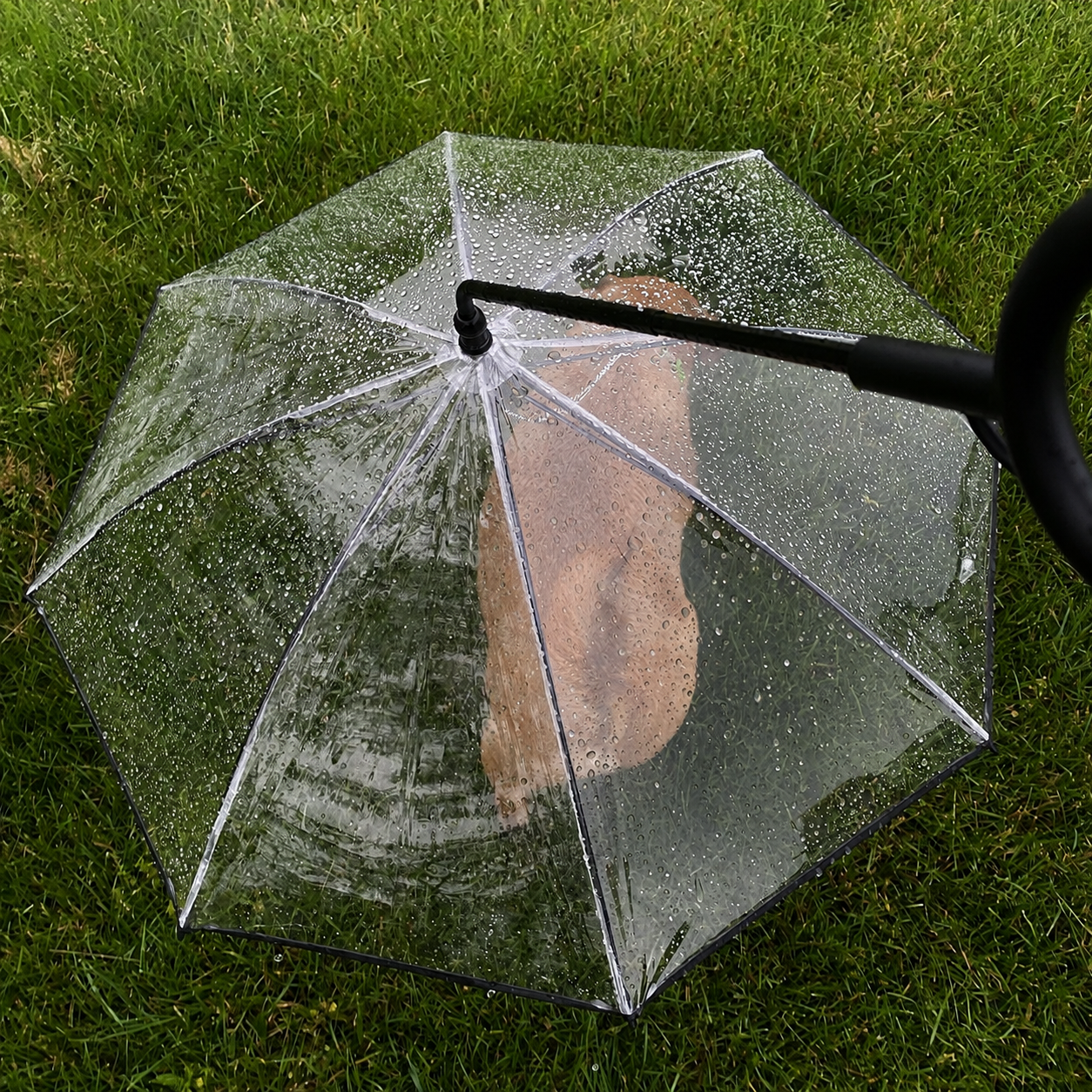 C-Handle Pet Umbrella with Leash Hook – Hands-Free Transparent Rain Protection view 14