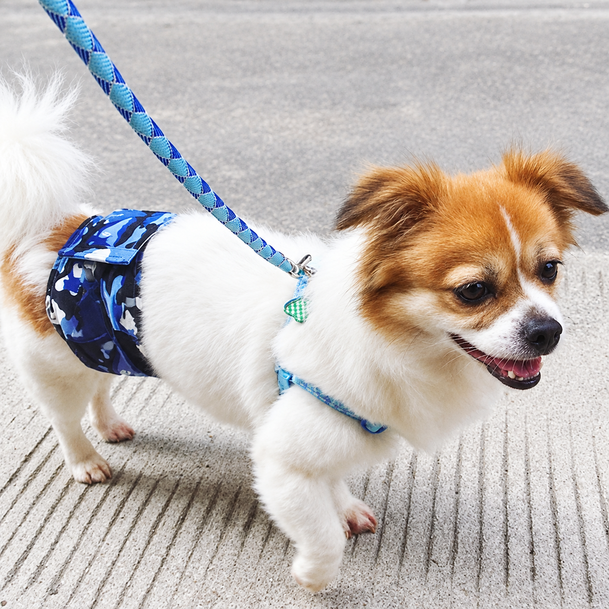 Male Dog Belly Band Wrap Reusable Washable Diaper for Marking Incontinence — image 1