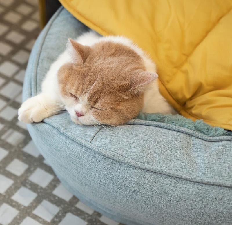 Leaf-Shaped Multi-Functional Pet Mat – Plush view 11