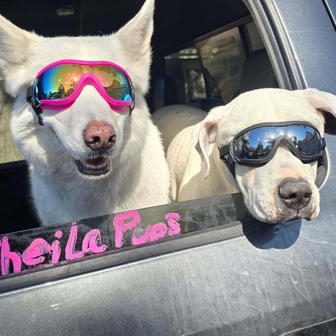 Dog Goggles Sunglasses for Medium Large Dogs view 10