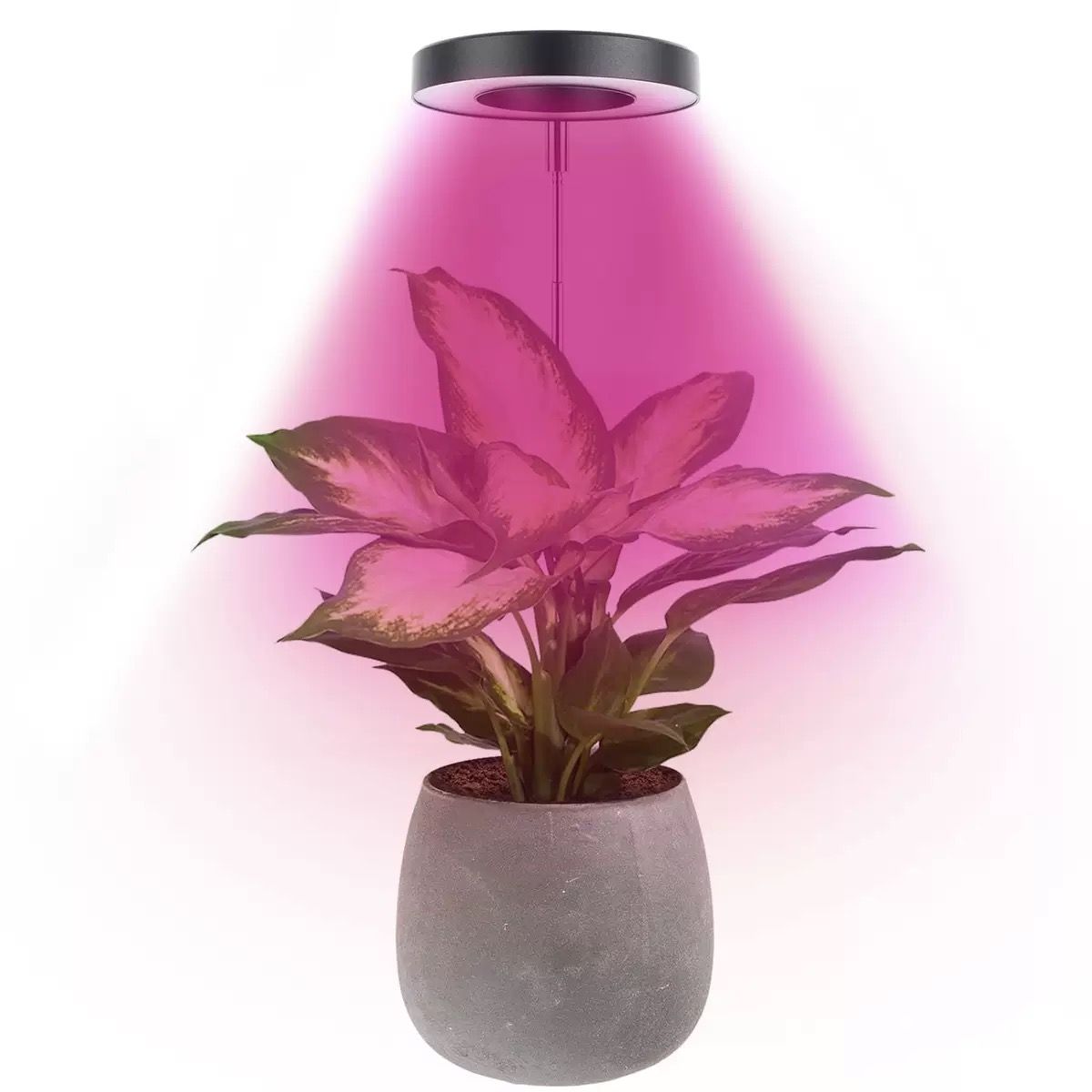 Angel Halo Ring LED Plant Grow Light view 15