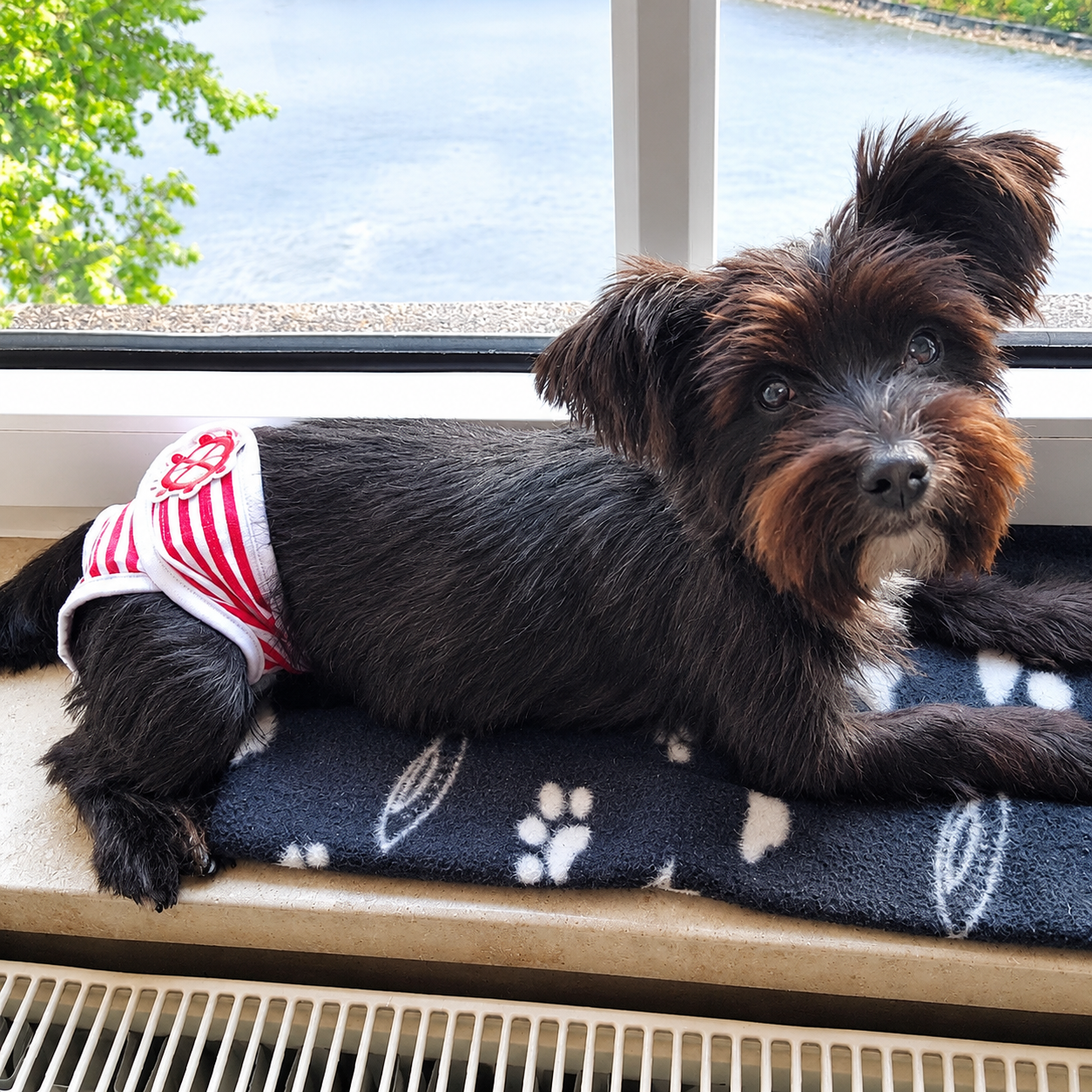 Washable Dog Physiological Underwear with Nautical Striped Design view 6