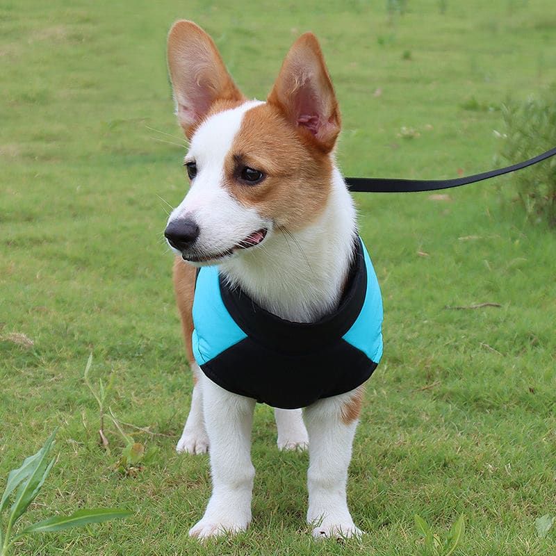 Winter Dog Ski Jacket with Waterproof and Windproof Polyester Shell view 3