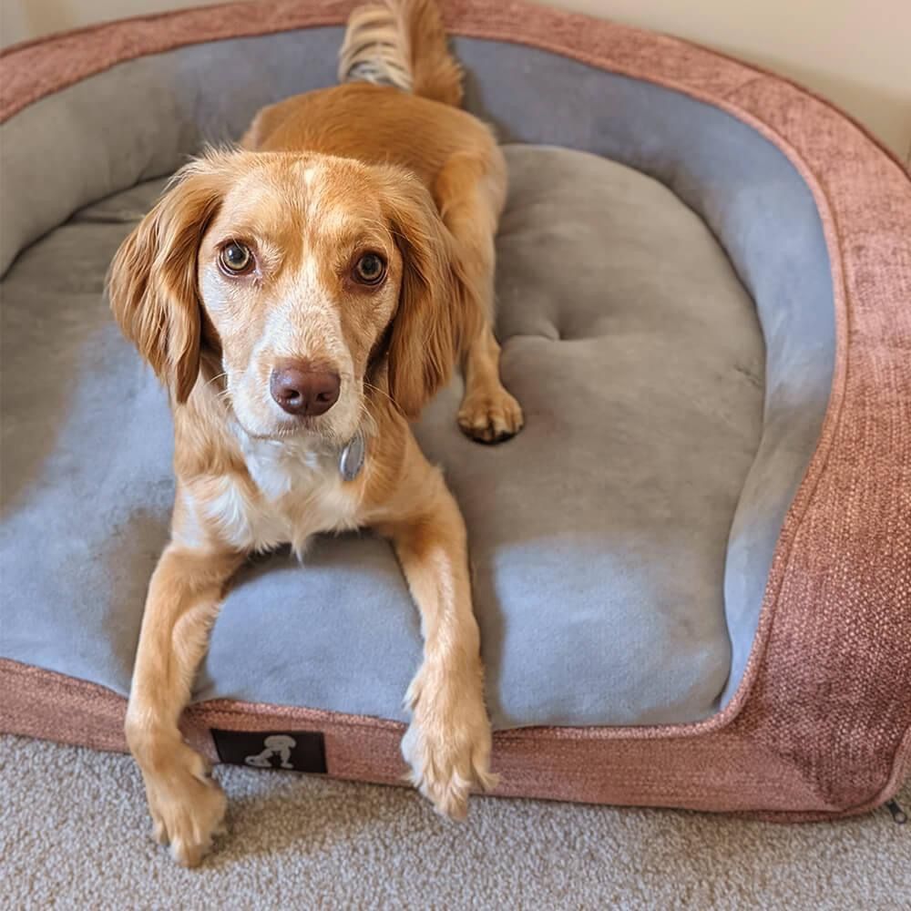 Plush Orthopedic Pet Sofa Bed with Bolstered Edges – Ultra-Soft Sponge Filled view 3