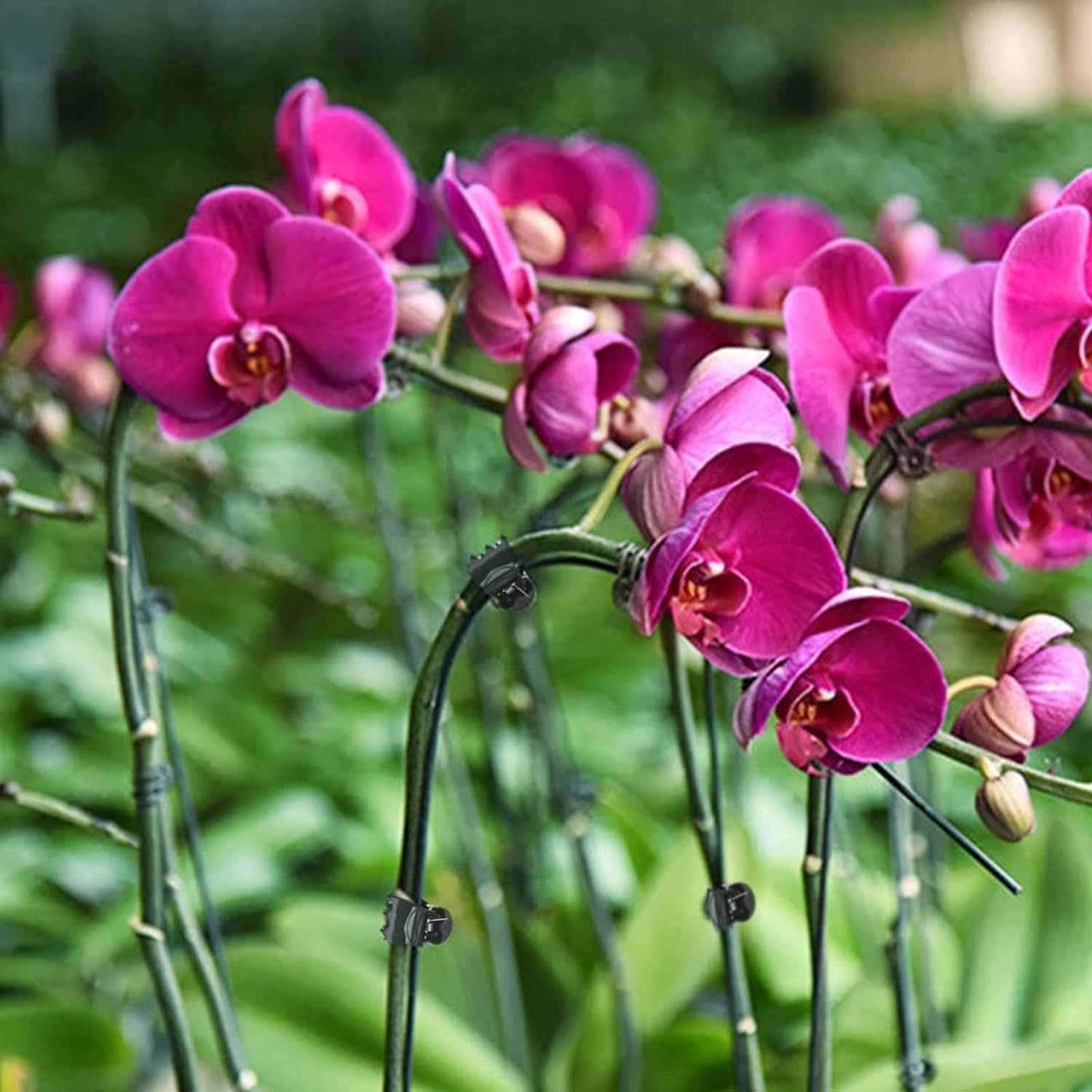 100 Pcs Large Plant Clips Orchid Clips Plant Orchid Support Clips Flower Vine view 3