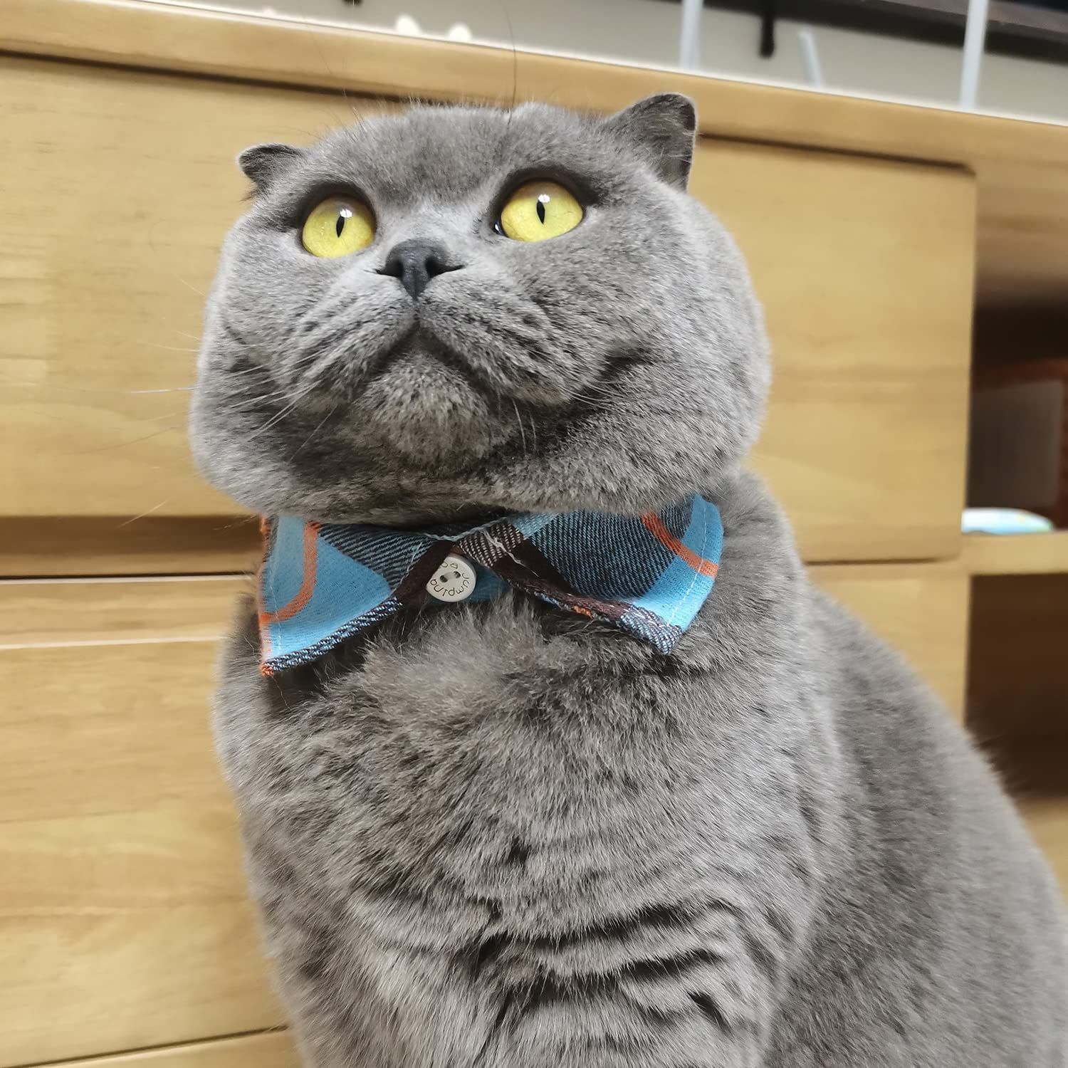 Lapel Cat Collar Breakaway with Bell view 5