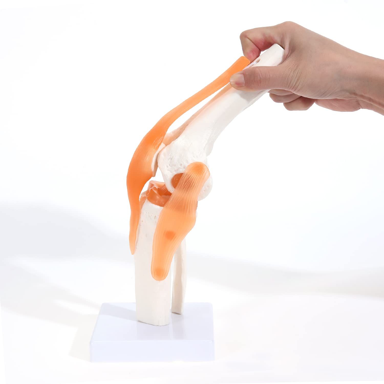 Anatomical Medical Knee Joint with Ligaments Model view 2