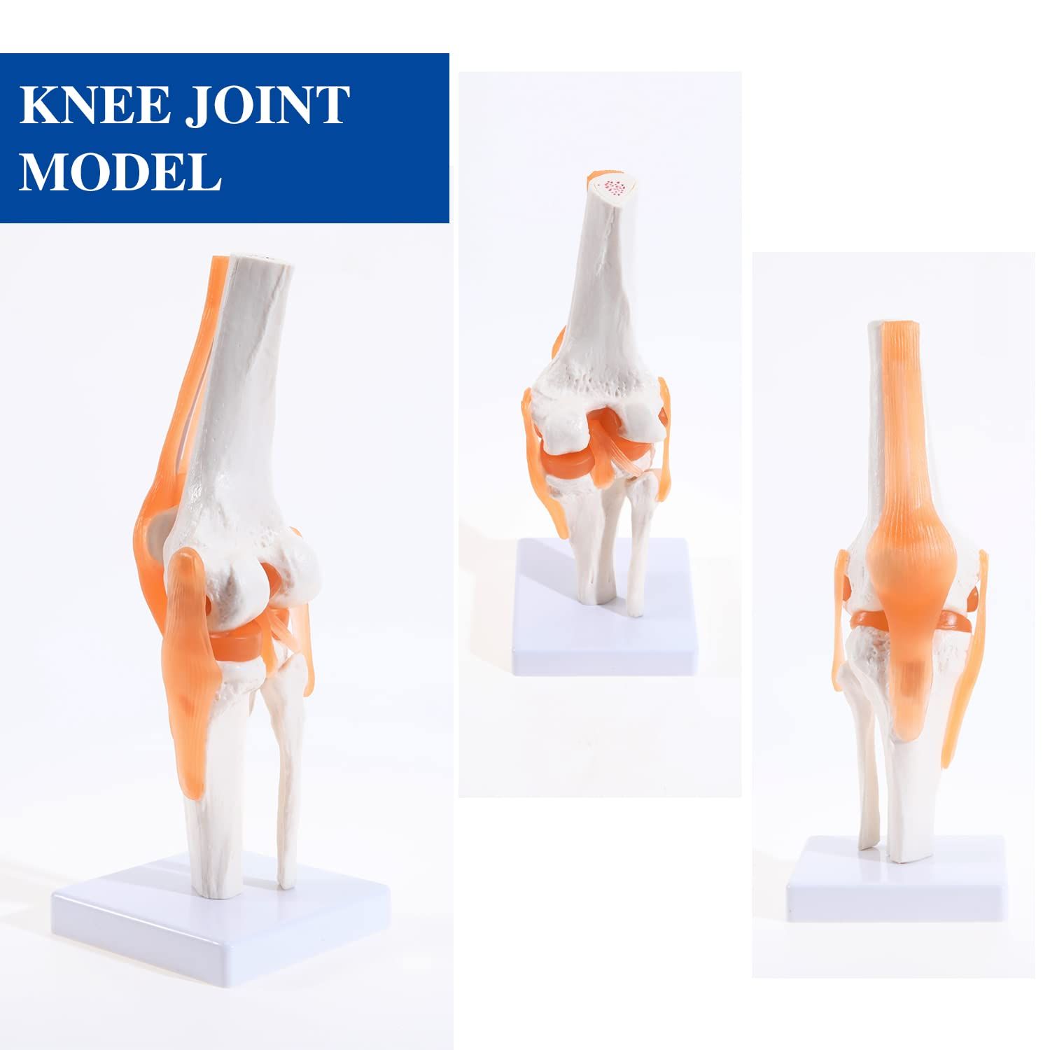 Anatomical Medical Knee Joint with Ligaments Model view 3
