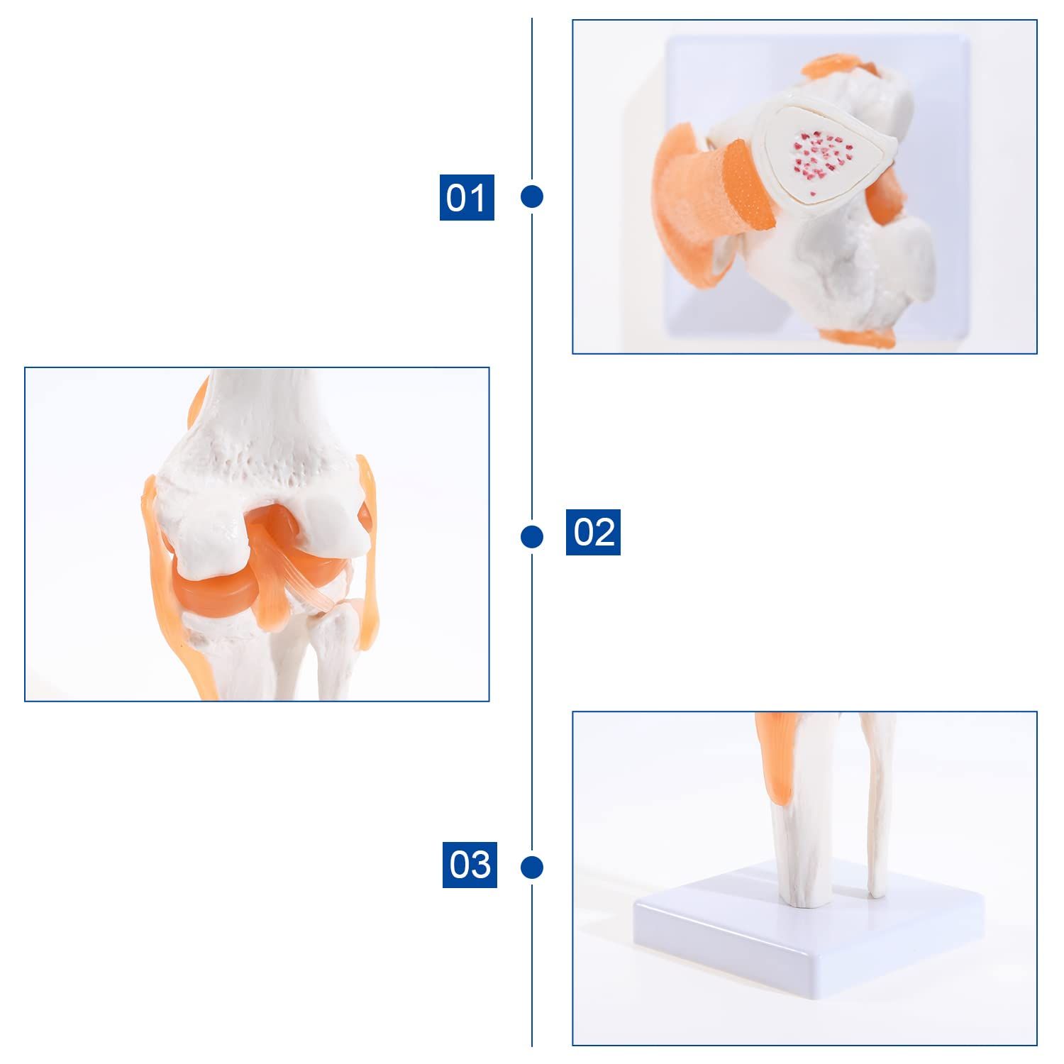 Anatomical Medical Knee Joint with Ligaments Model view 4