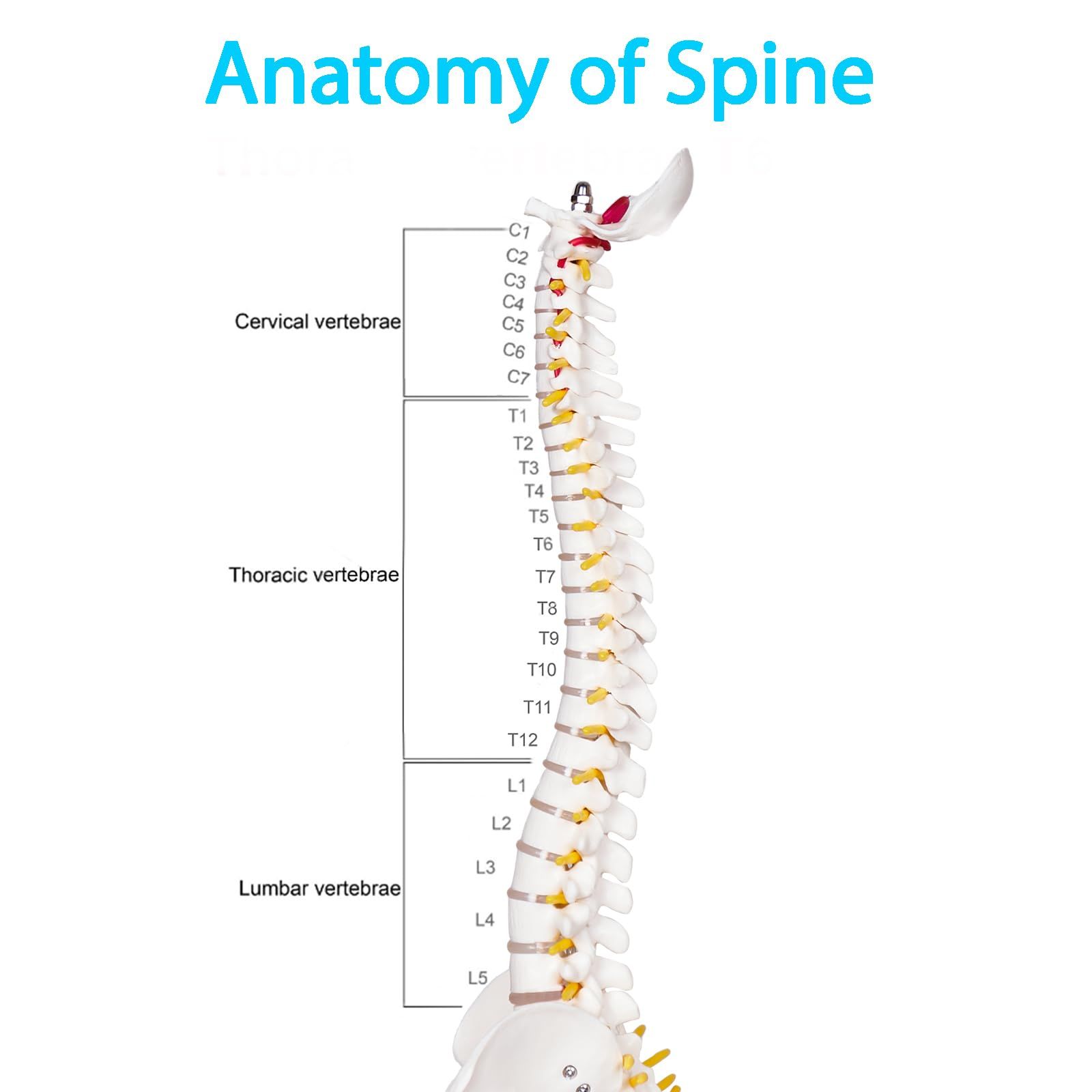 Mini Human Spine Model for Kids view 2