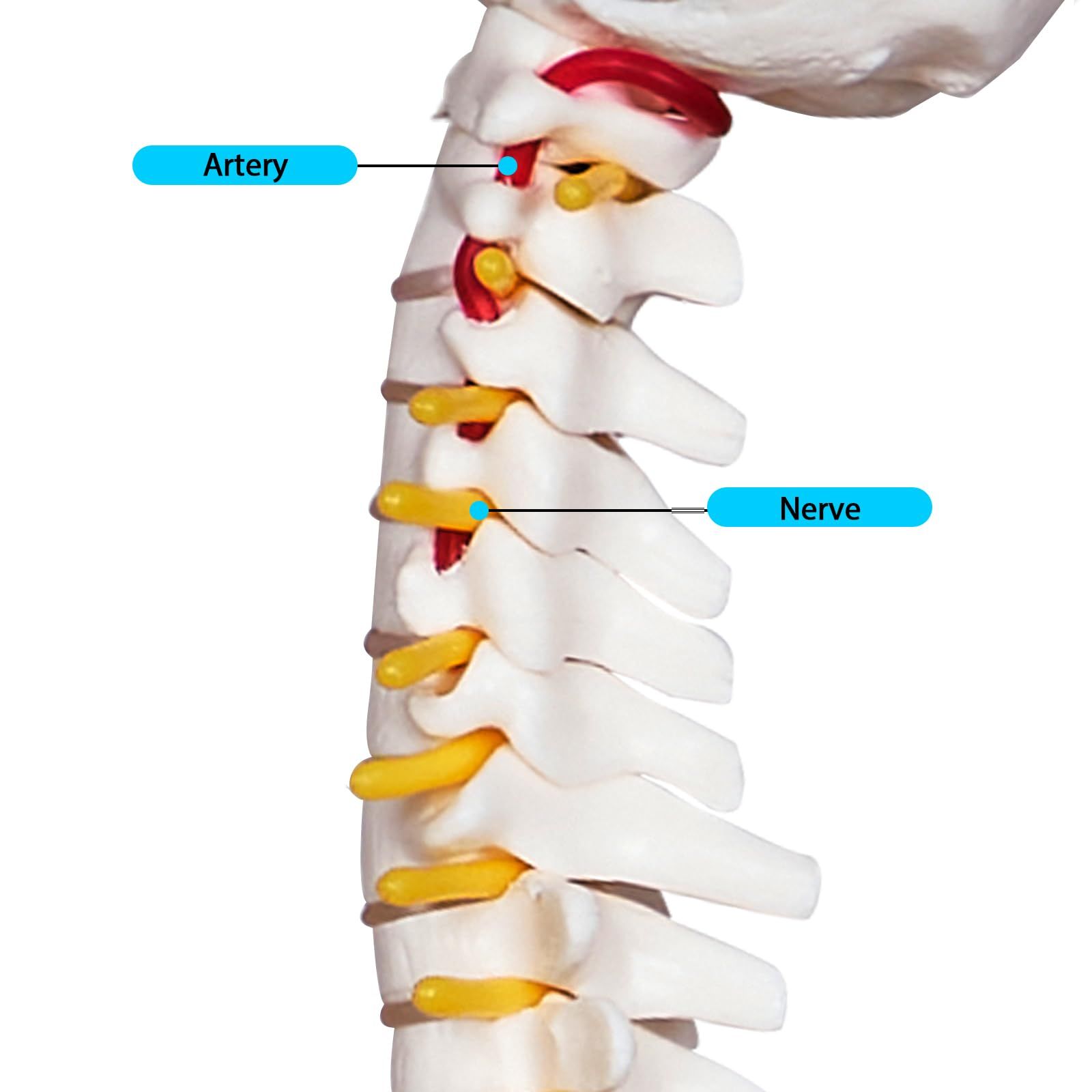 Mini Human Spine Model for Kids view 3