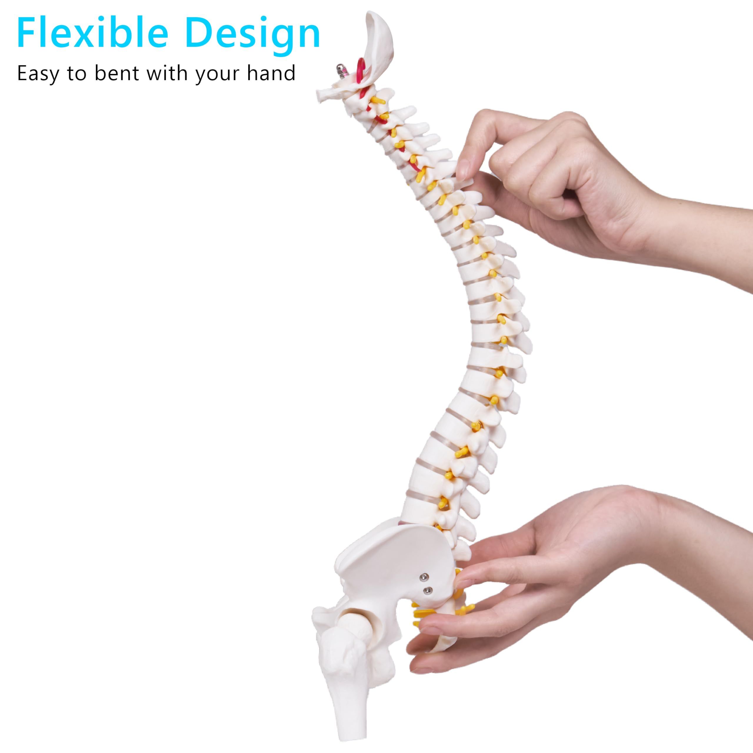 Mini Human Spine Model for Kids view 4