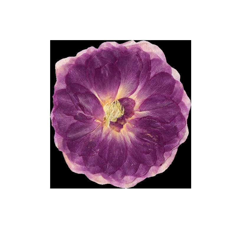 12 Pcs Dried Pressed Flowers Small Dry Flowers Real Natural Resin Filler for — image 1
