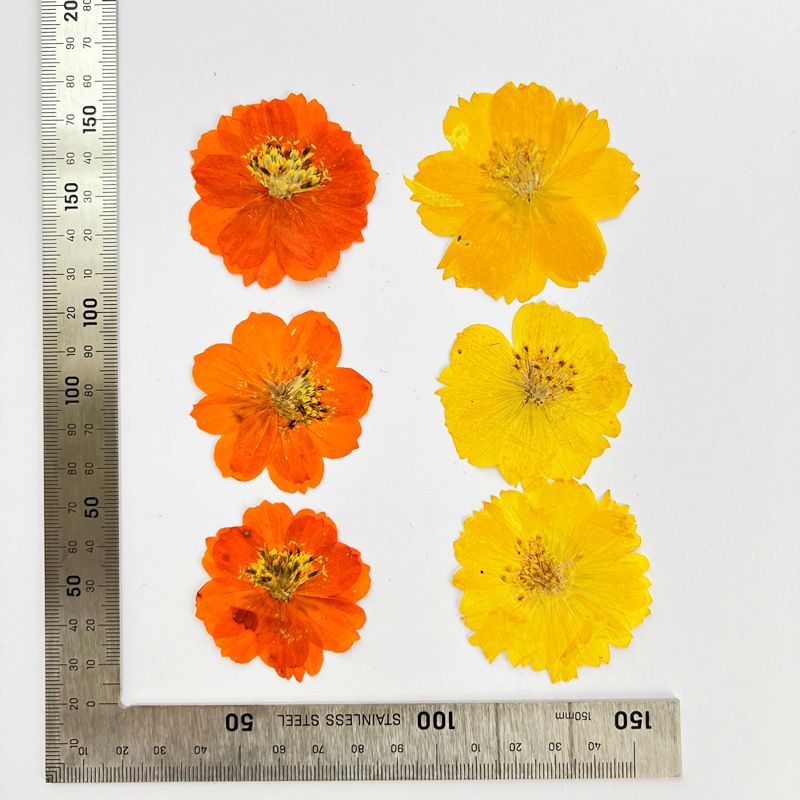 Dried Pressed Flowers for Resin Molds view 3
