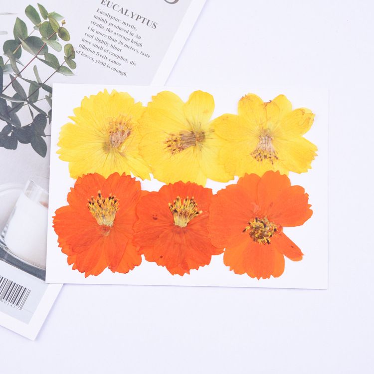 Dried Pressed Flowers for Resin Molds view 5