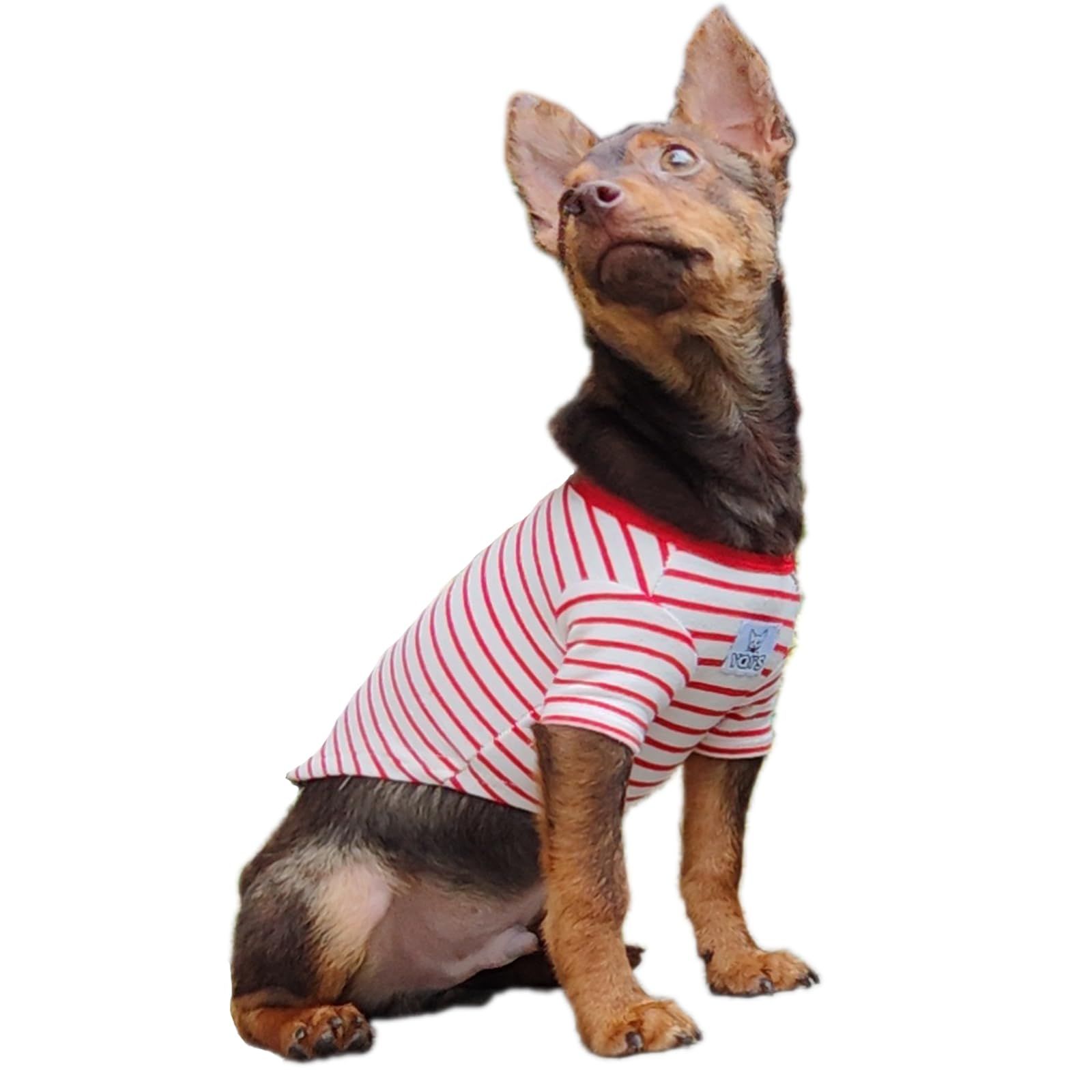 Small Dogs and Cats Puppy Clothes Dog Apparel Teacup Dog Clothing for view 5