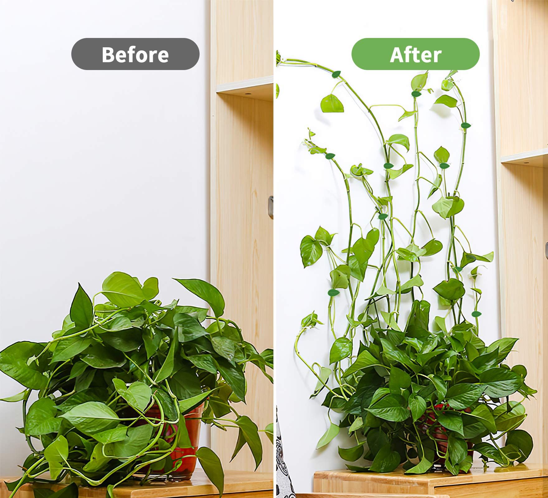 10 fixed clips for plant climbing walls view 5